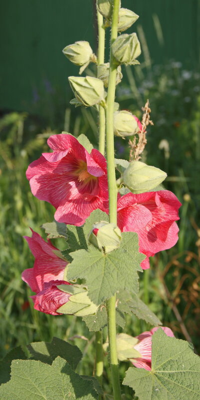 Красавица шток роза. - сергей ермошкин