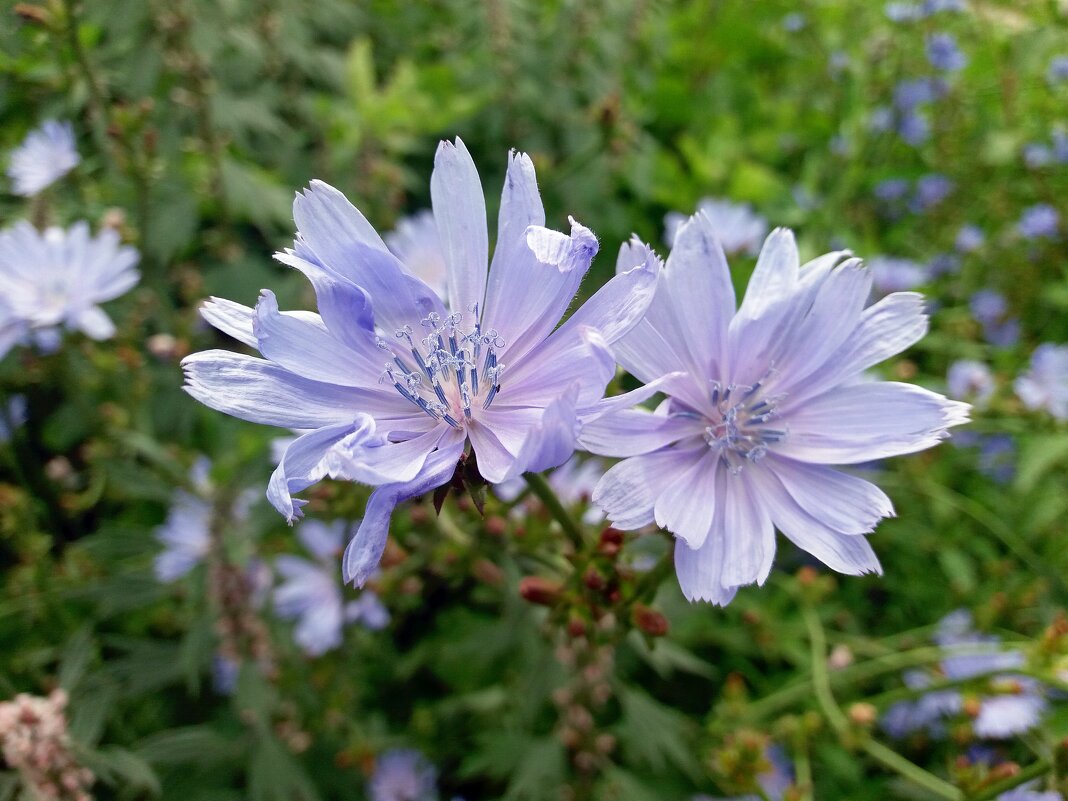 Цикорий - Galina Solovova