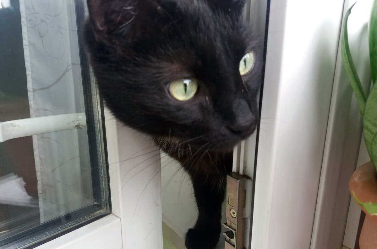 Что там за окном ? - Galina Solovova Что там за окном ? - Galina Solovova