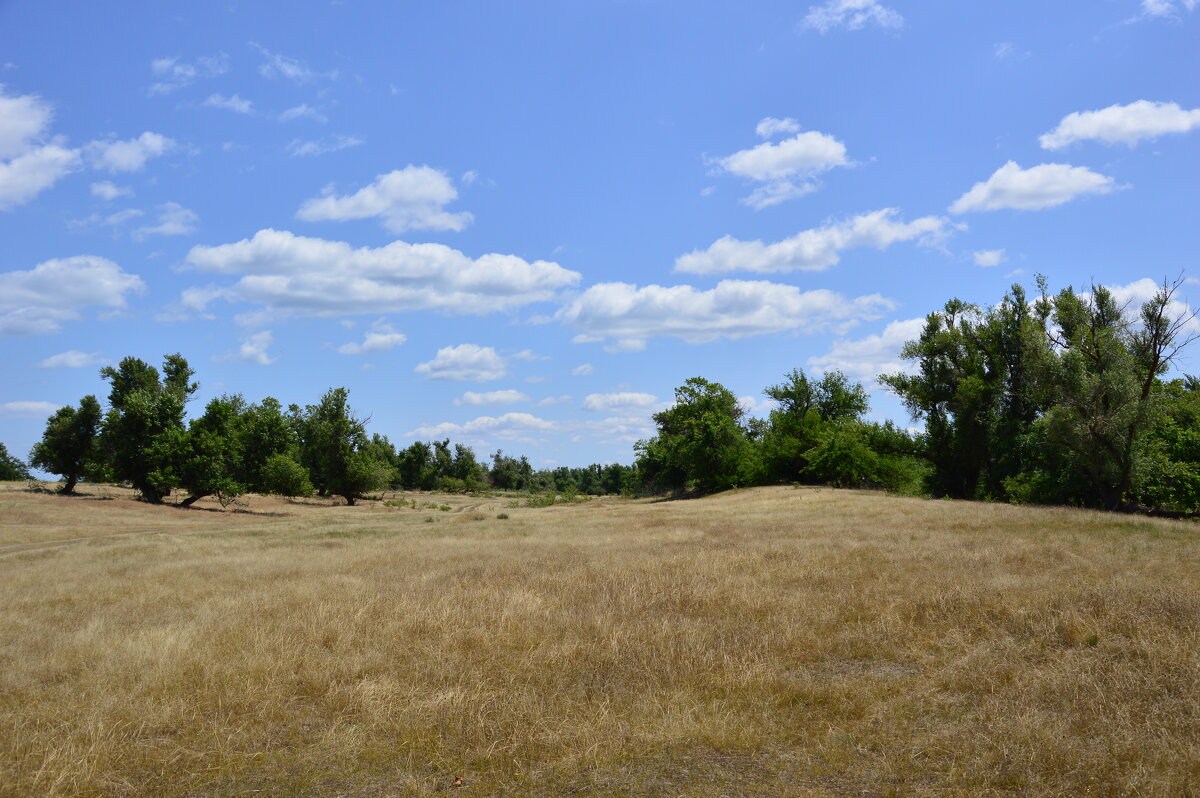 Лето в степи. - Виктор 