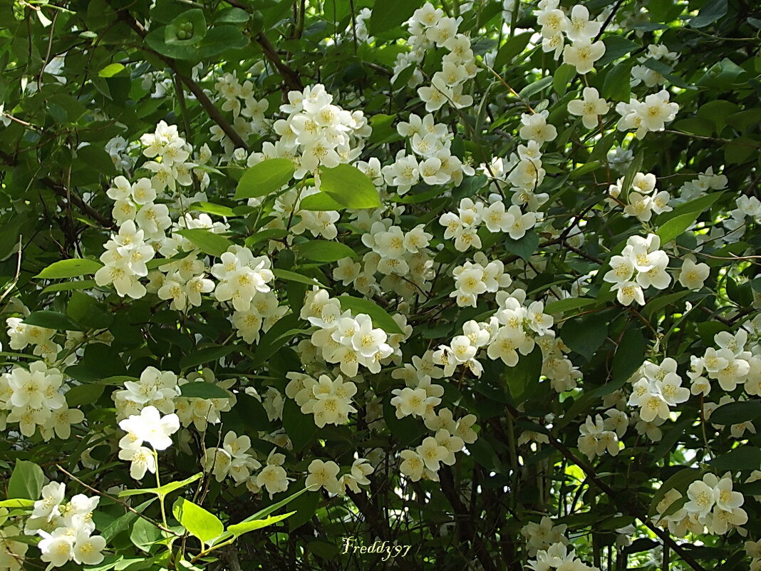 Жасмин - Freddy 97