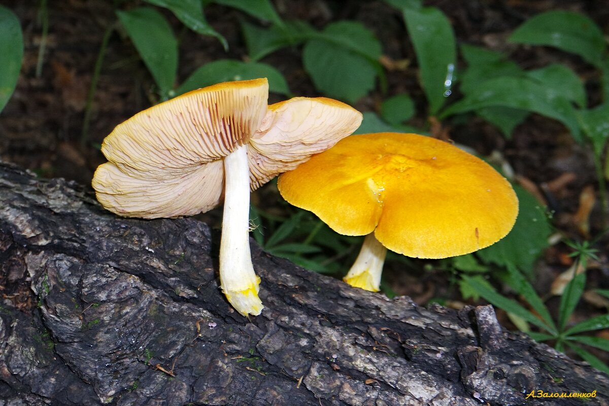 Гриб плтей золотистый (лбвино-жёлтый) - Андрей Заломленков Гриб плтей золотистый (лбвино-жёлтый) - Андрей Заломленков