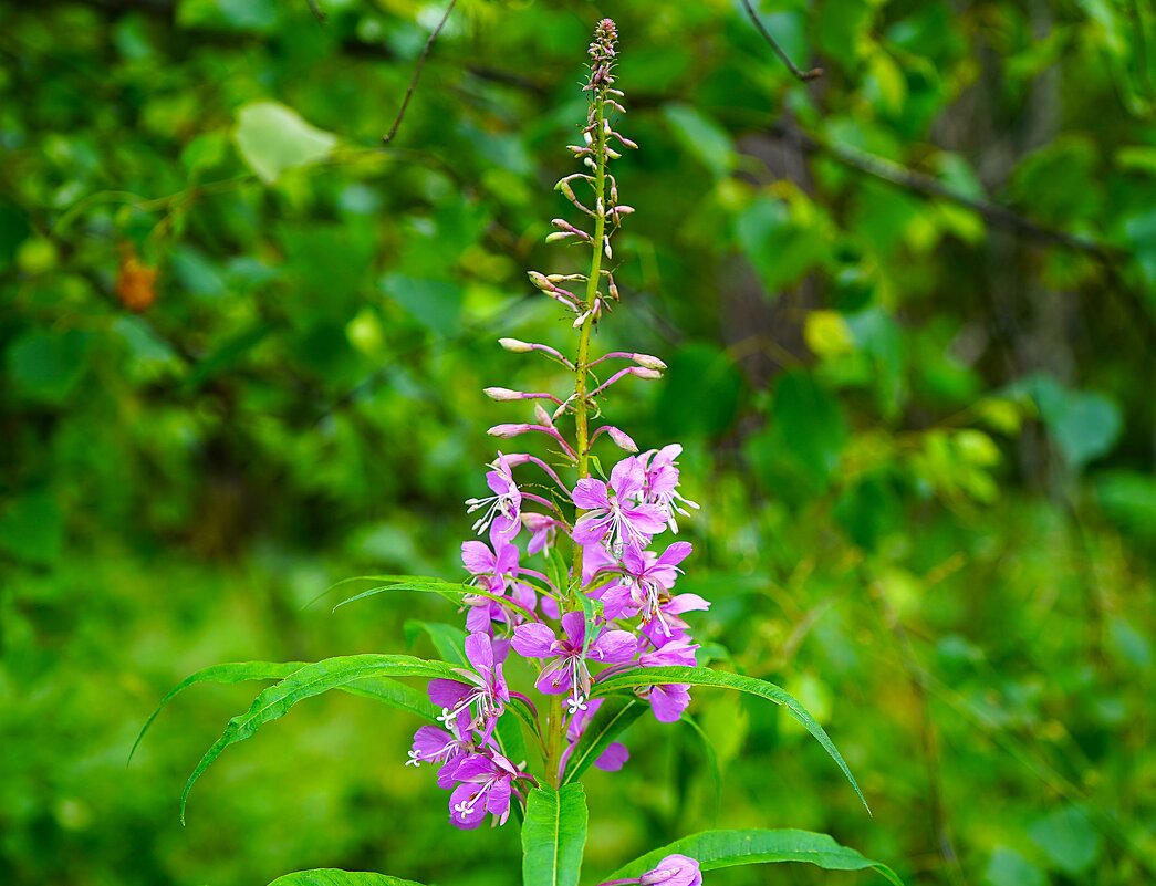 Иван-чай - Татьяна Тюменка