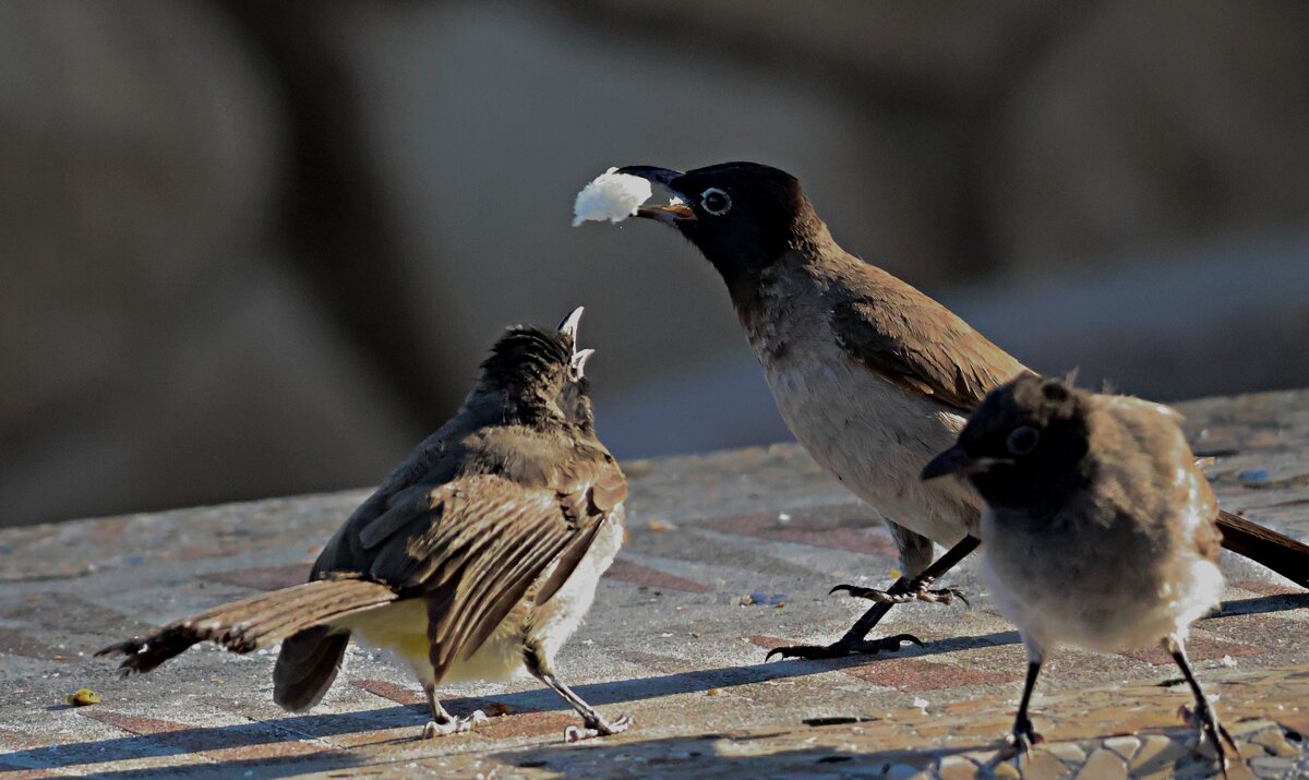 Кормление - Аркадий Басович Кормление - Аркадий Басович