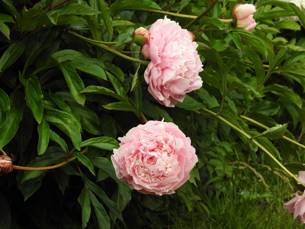 пионы - ИННА ПОРОХОВА