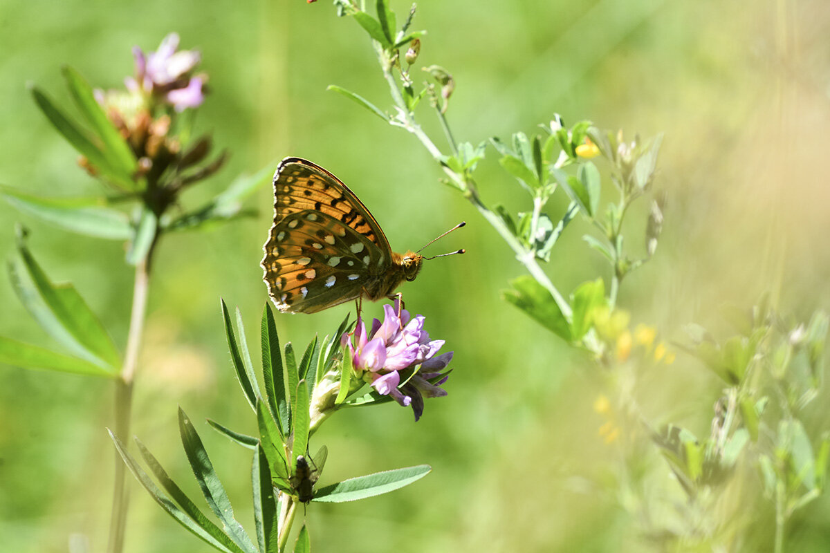 Клевер  и  бабочка - Геннадий Супрун