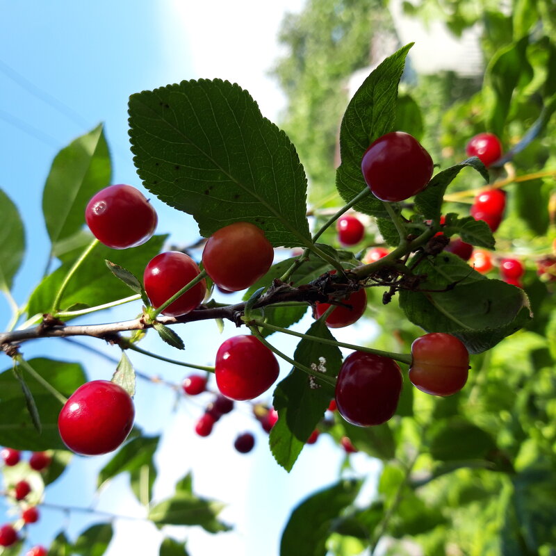 Июль. - Венера Чуйкова