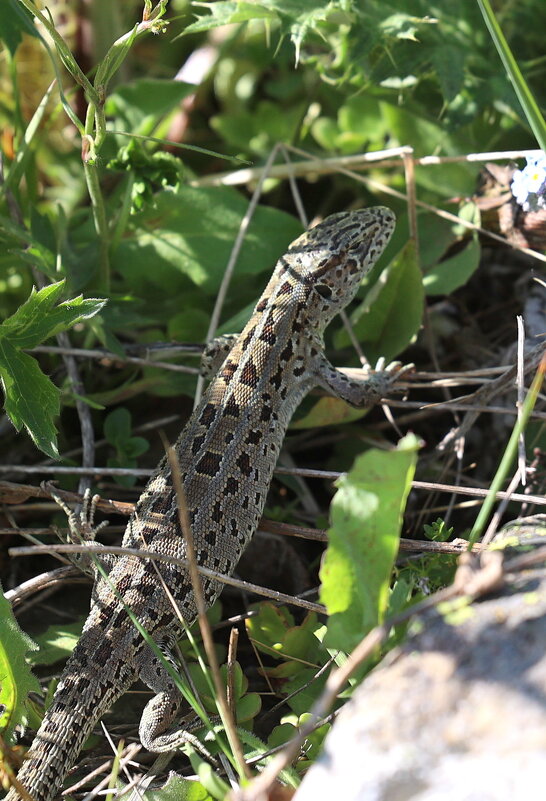 Жители ущелья. - Александр Кондаков