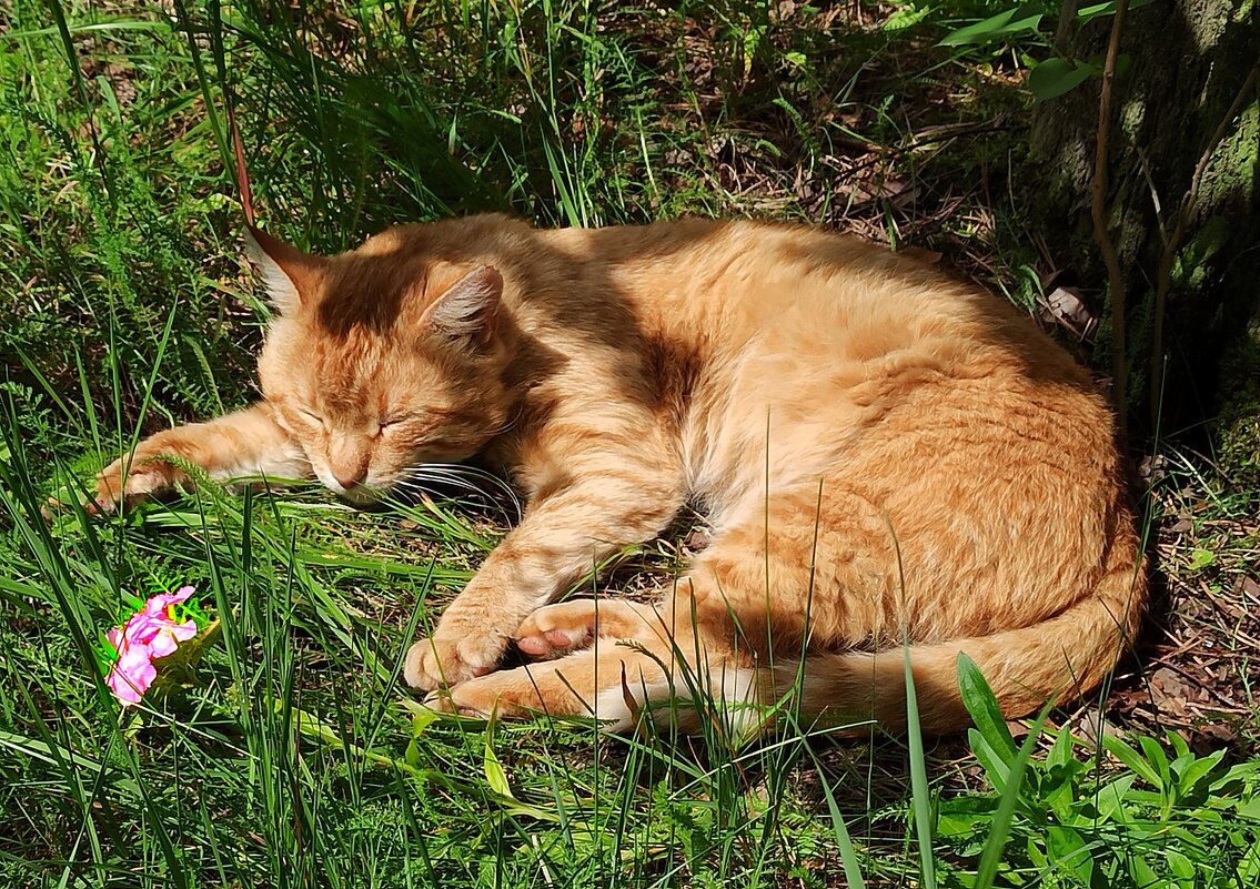 И приснился Рыжику ароматный сон... - veilins veilins