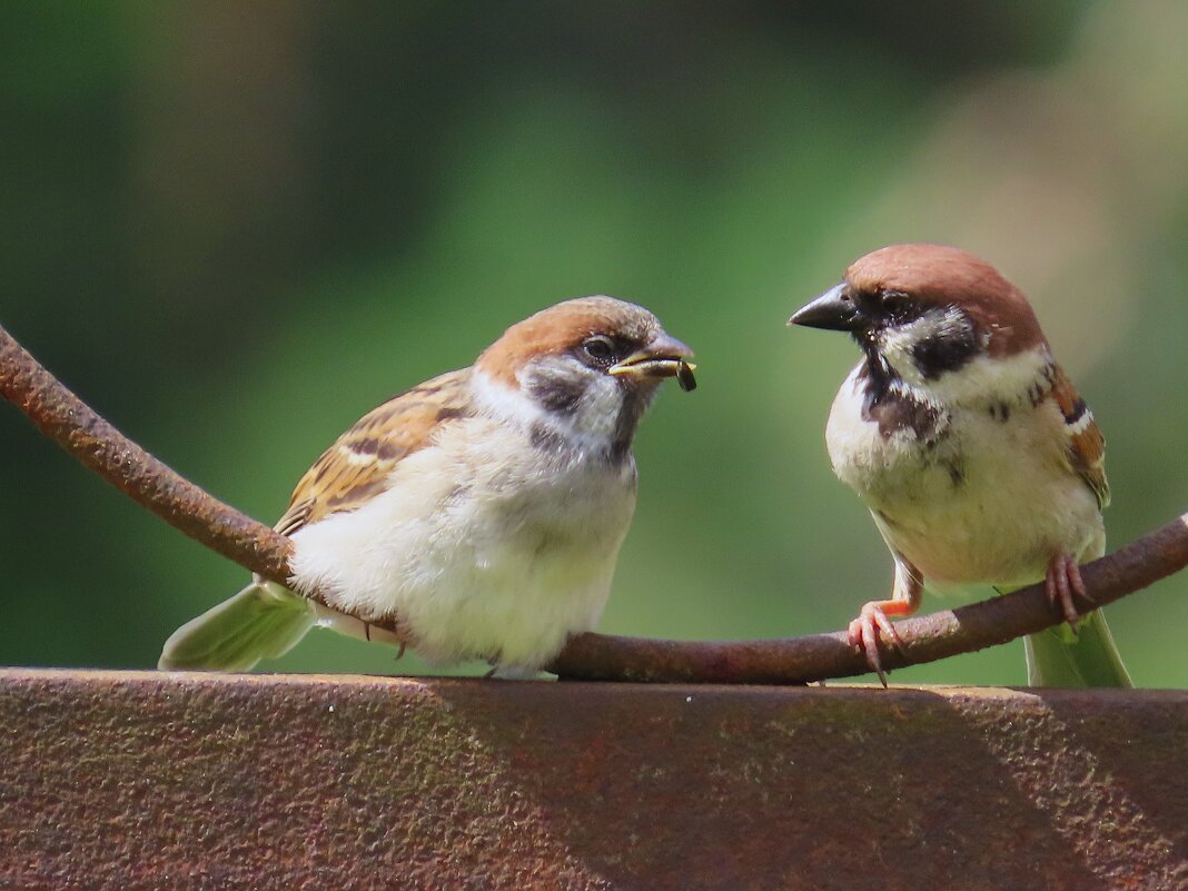 Полевые воробьи. - Ольга Митрофанова