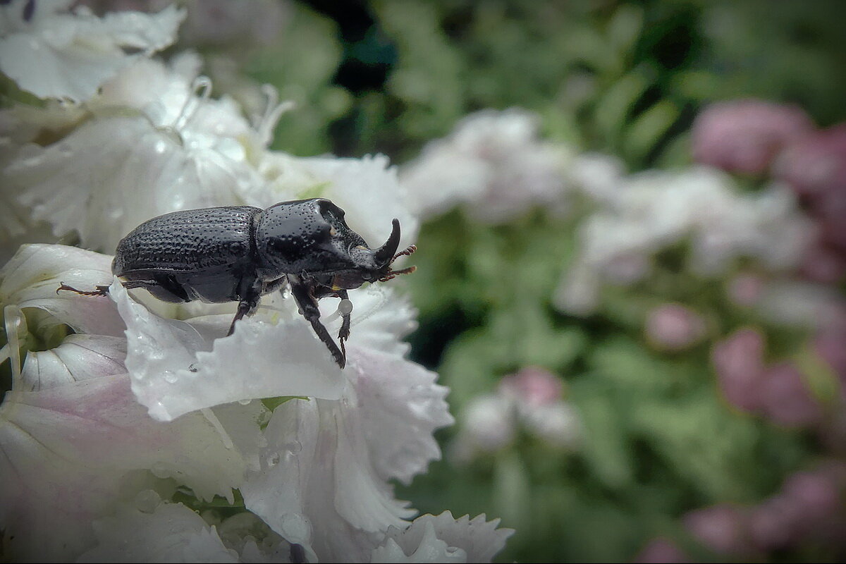 Гость в моём саду... - Владимир Шошин