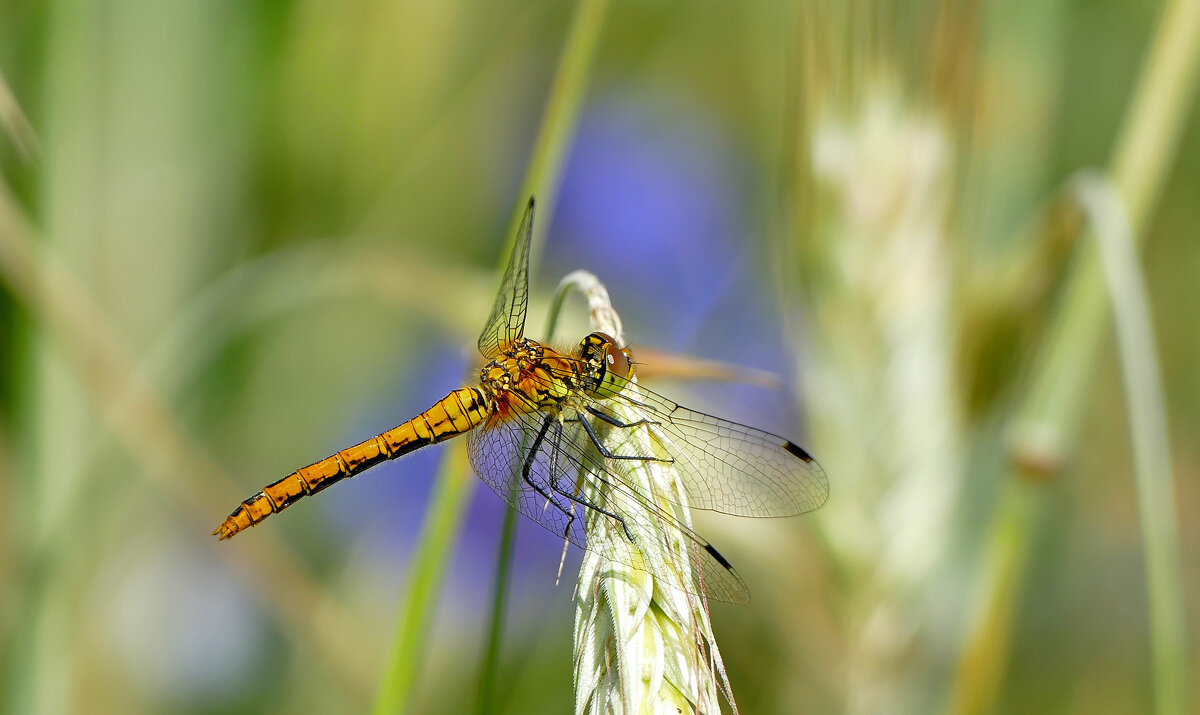 Из снятого сегодня 5 - Александр Прокудин