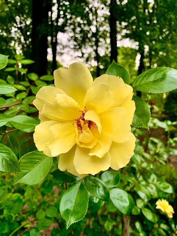Роза, городские цветы, розы в городе, подарки природы, лето - Галина 
