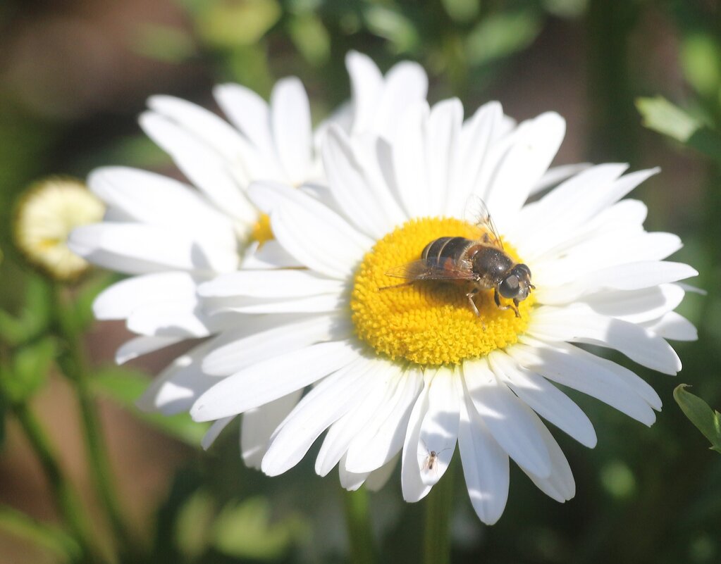Июль - Наталья Герасимова