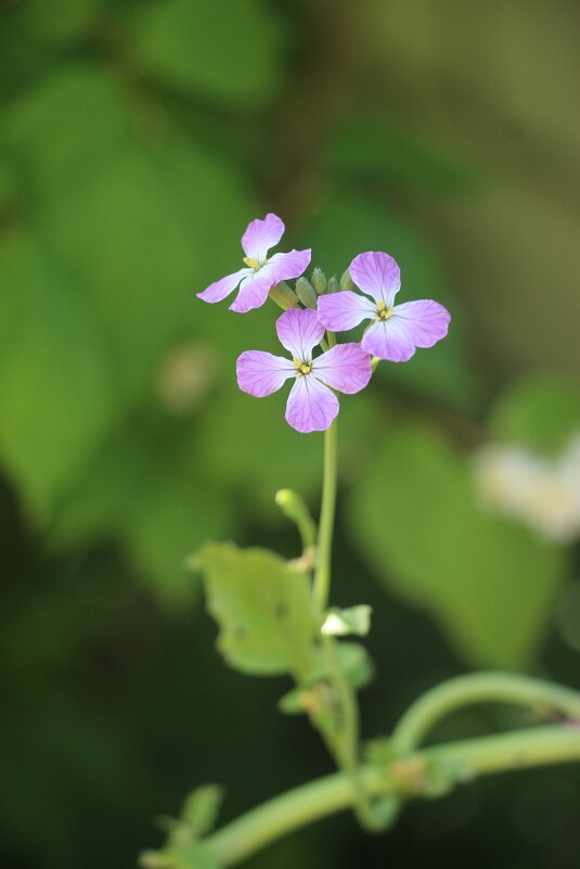 Июль. Редискины цветочки - Наталья Герасимова