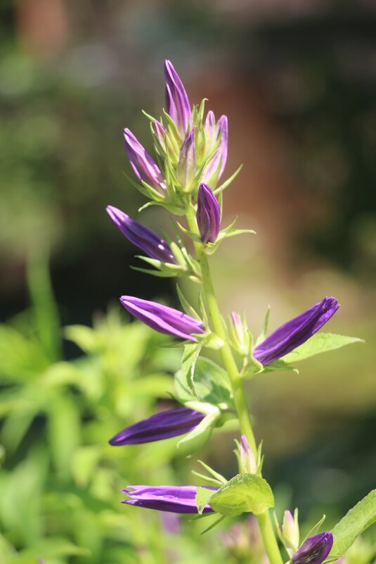 Июль. Скоро будет колокольчик - Наталья Герасимова