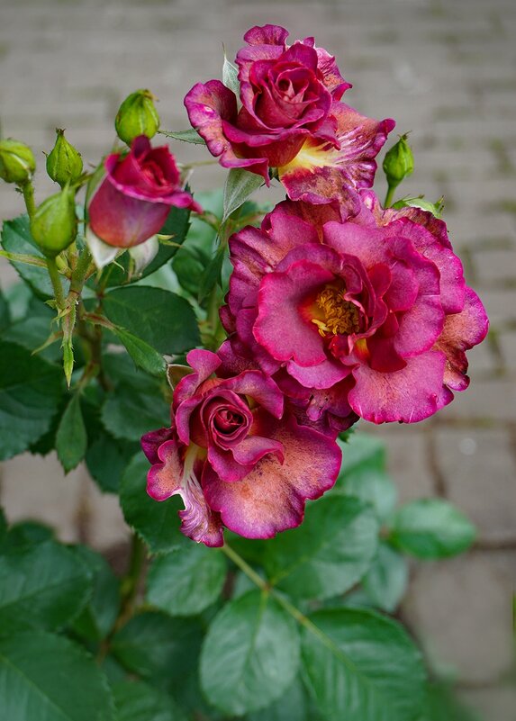 В ботаническом саду - Ольга В ботаническом саду - Ольга