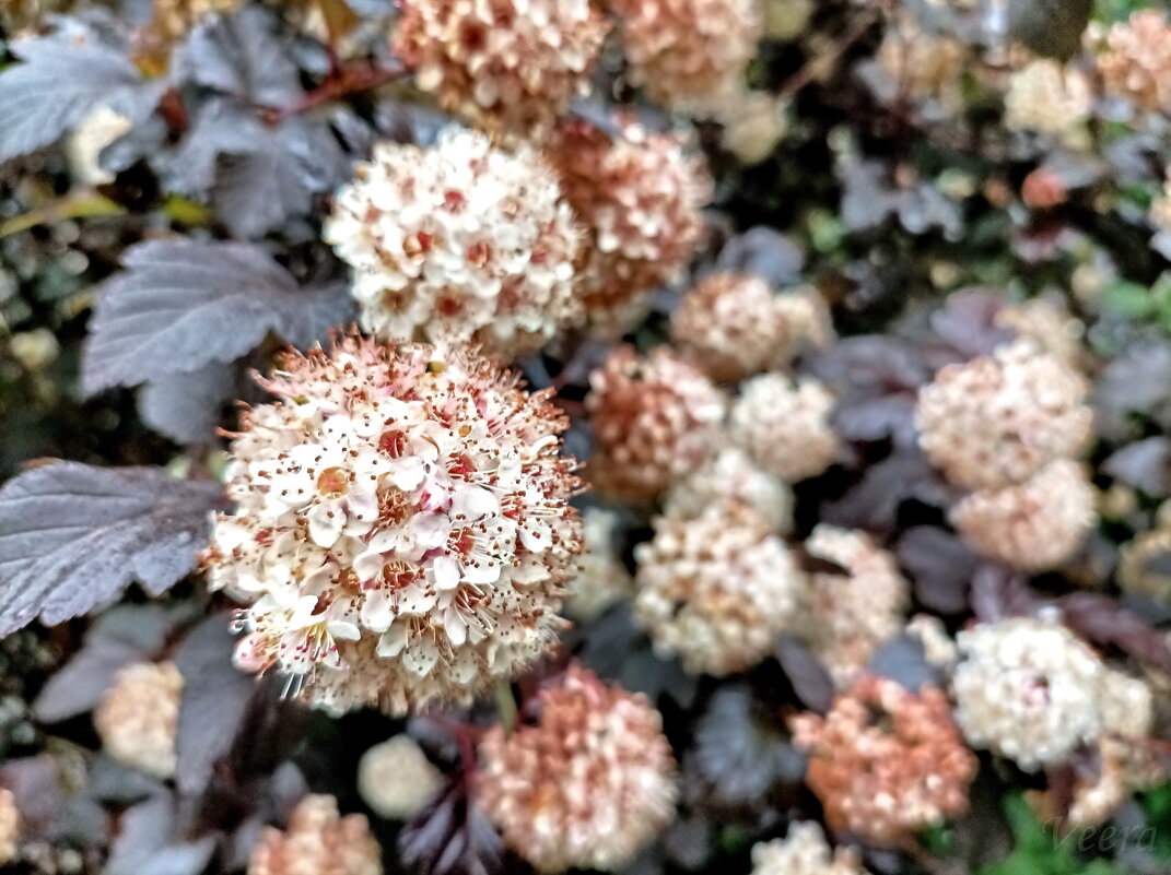 Пузыреплодник калинолистный - Veera V