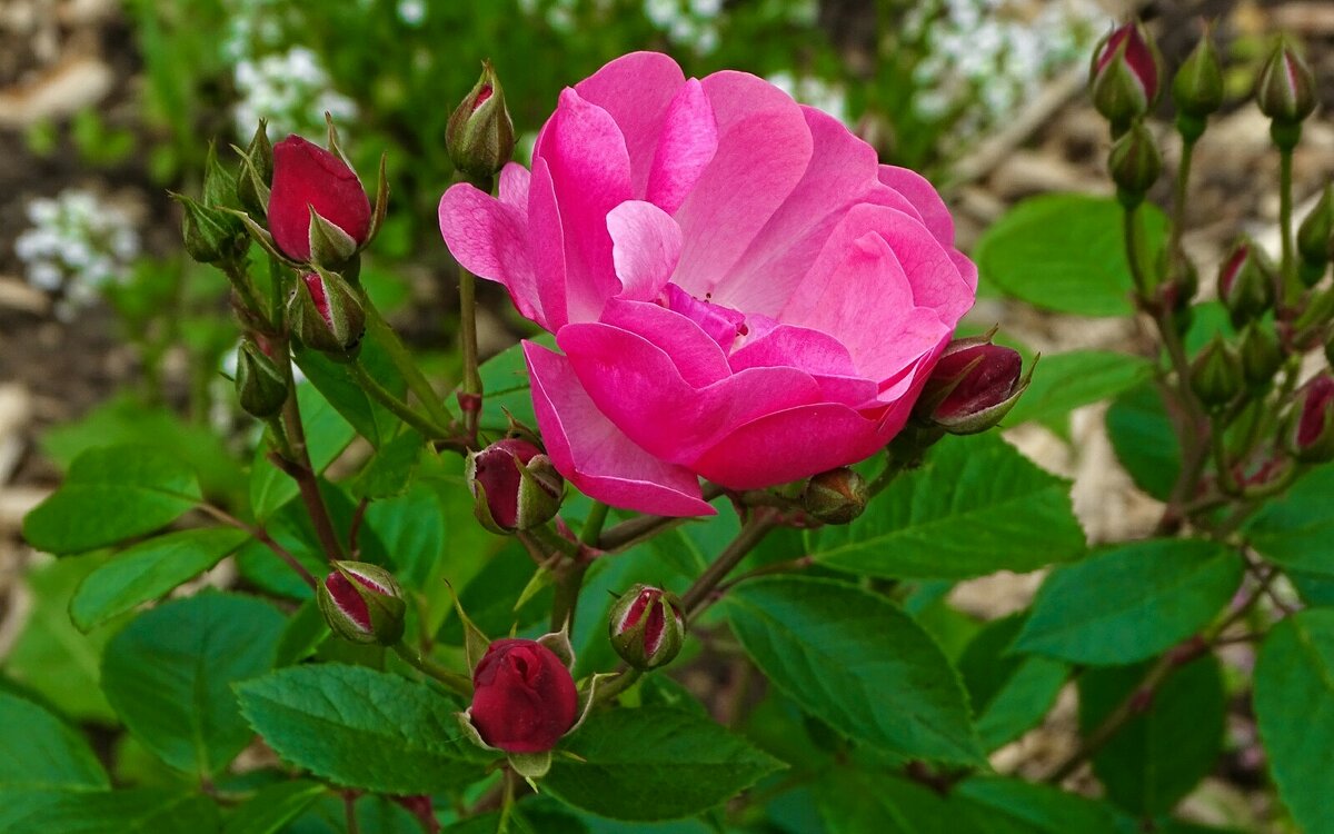 Городские цветы - Милешкин Владимир Алексеевич 