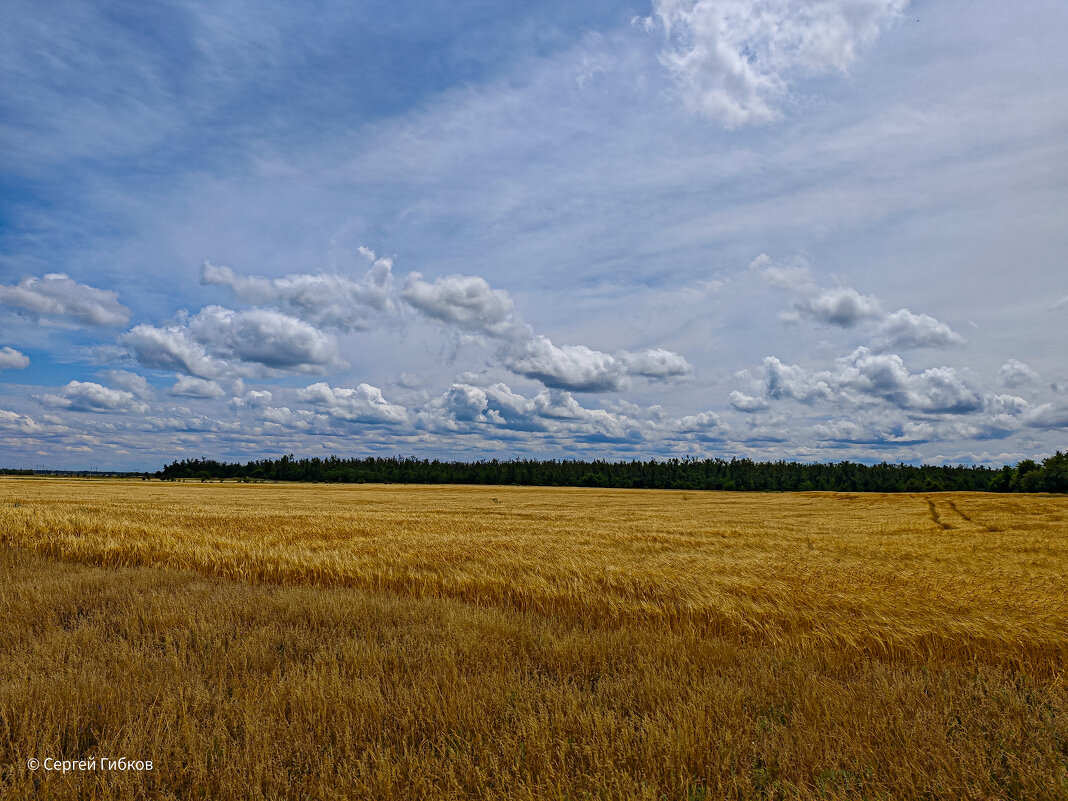 Пшеничное поле. - Сергей Гибков