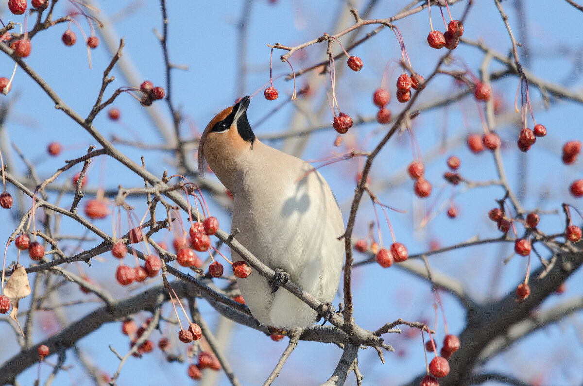 Свиристель. - Виктор Иванович Чернюк