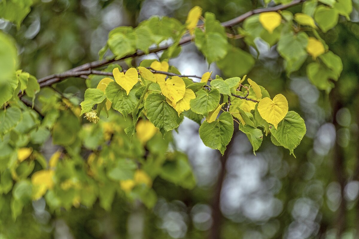 А осень всё ближе и ближе - Валерий Иванович