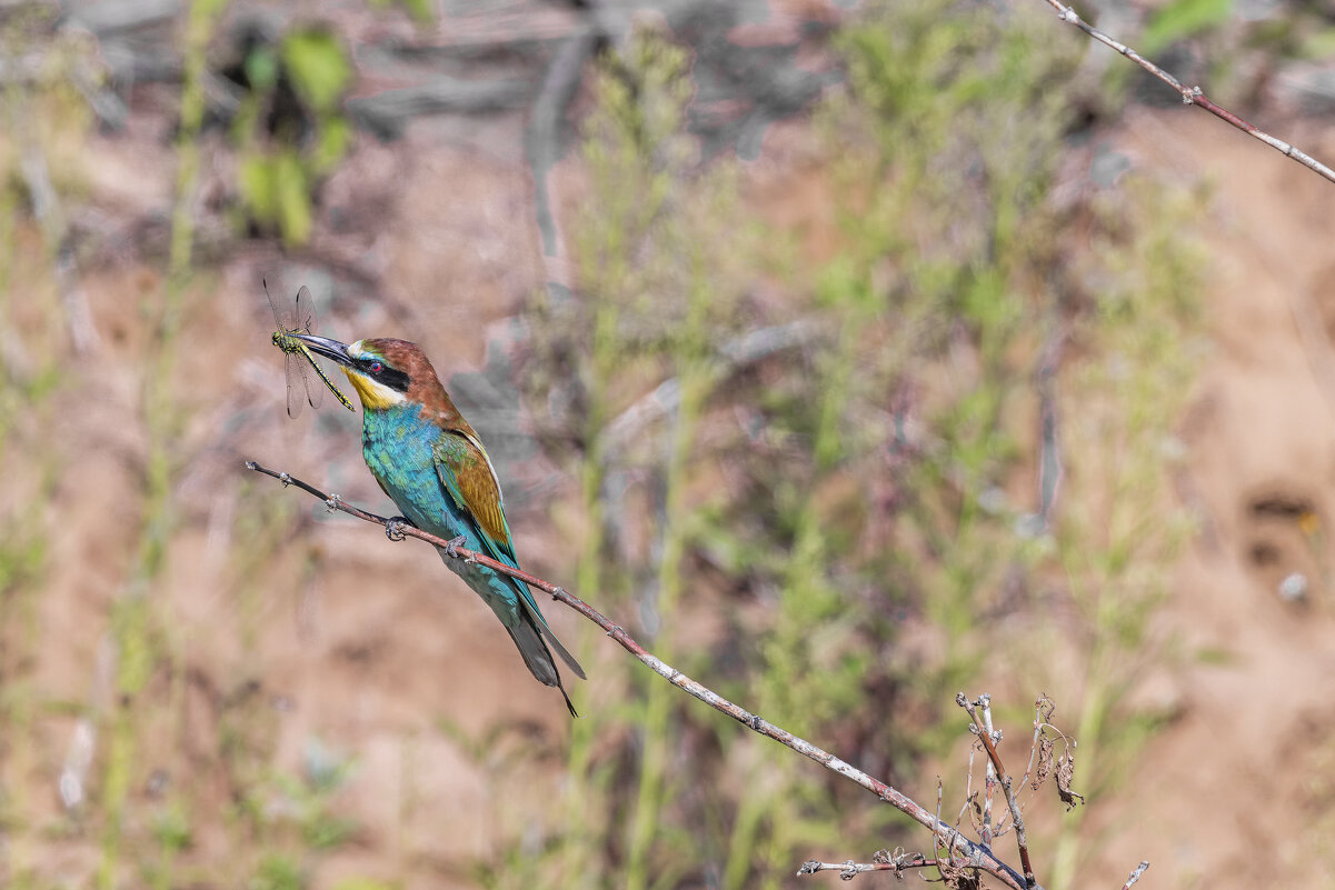 щурки. - юрий макаров