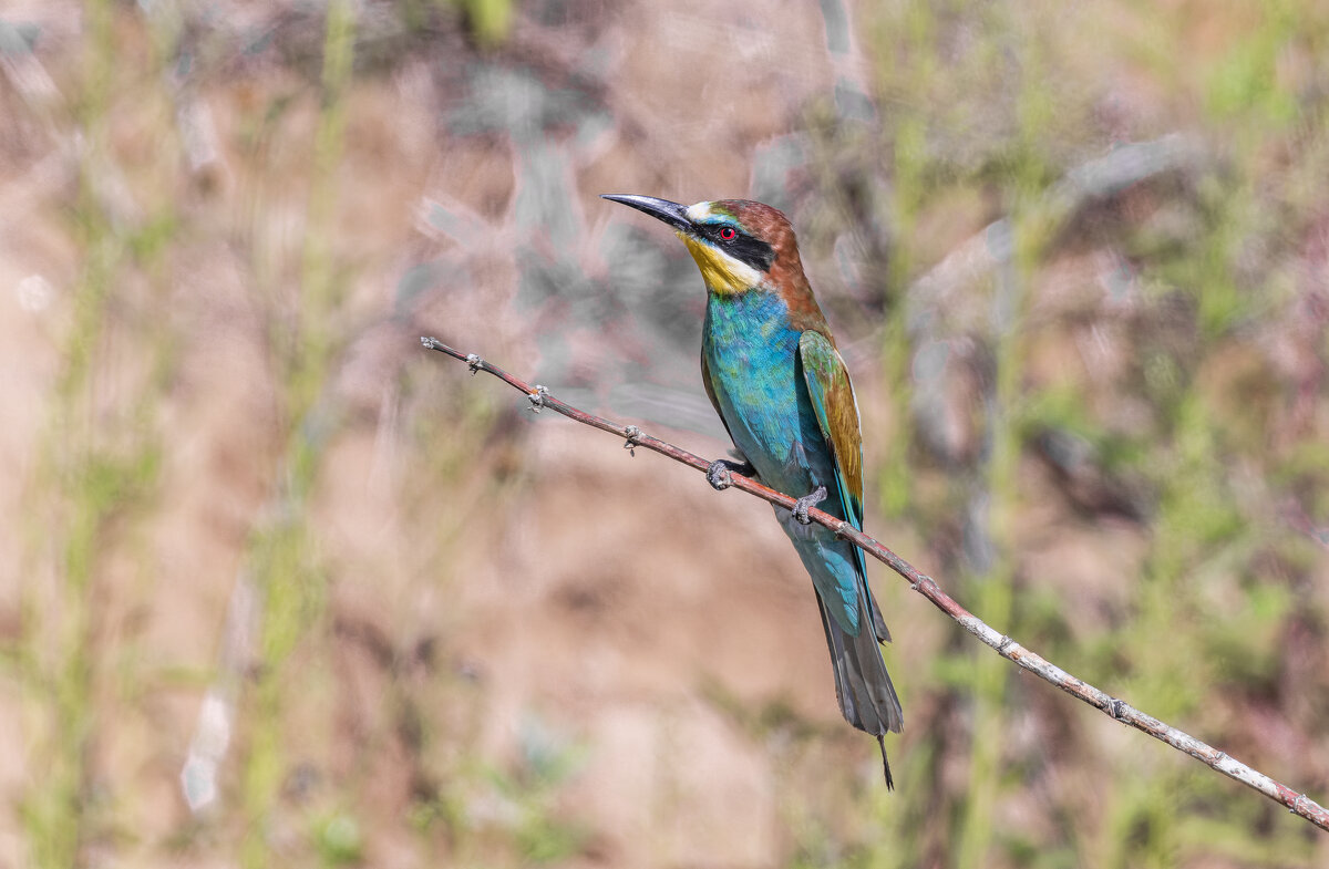 щурки. - юрий макаров