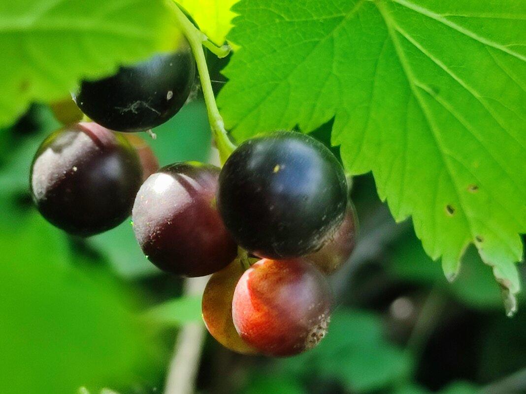 Чёрная смородина - Валентина Богатко 