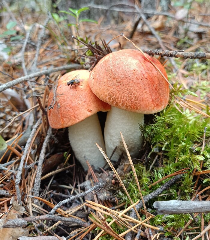 Перламутровые шляпки) - Ирина * Перламутровые шляпки) - Ирина *