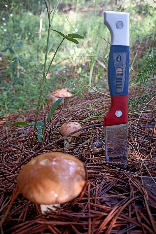 Маслята. - Светлана Кузнецова