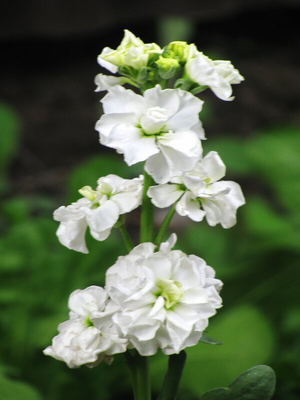 Ароматный красавчик - Людмила Смородинская Ароматный красавчик - Людмила Смородинская