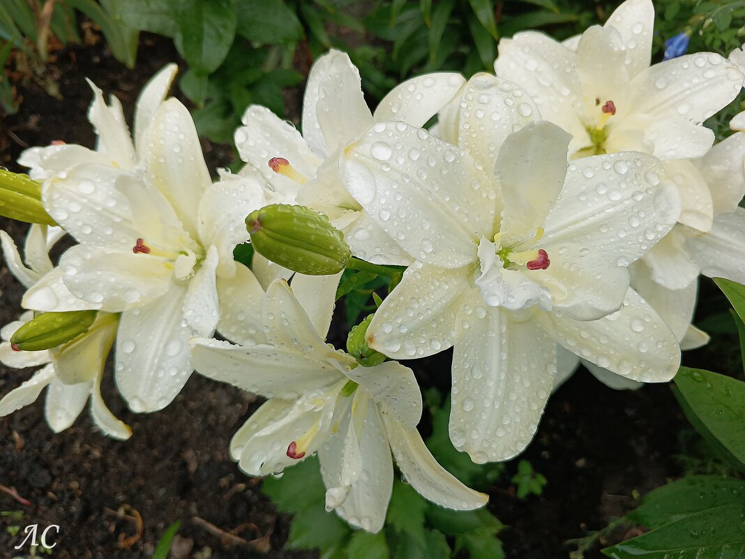 После дождя (серия) - Любовь Сахарова