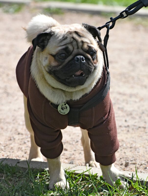 Москва. Парад французских бульдогов в усадьбе «Воронцово». - Наташа *****