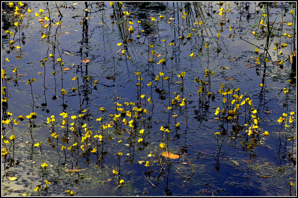 Зацвело болото - Aleksandr Gal Зацвело болото - Aleksandr Gal