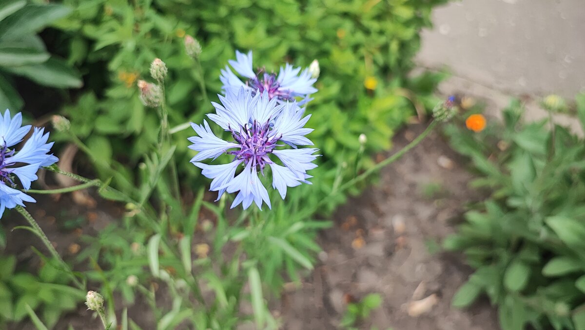 ,,, - Сергей Тимоновский