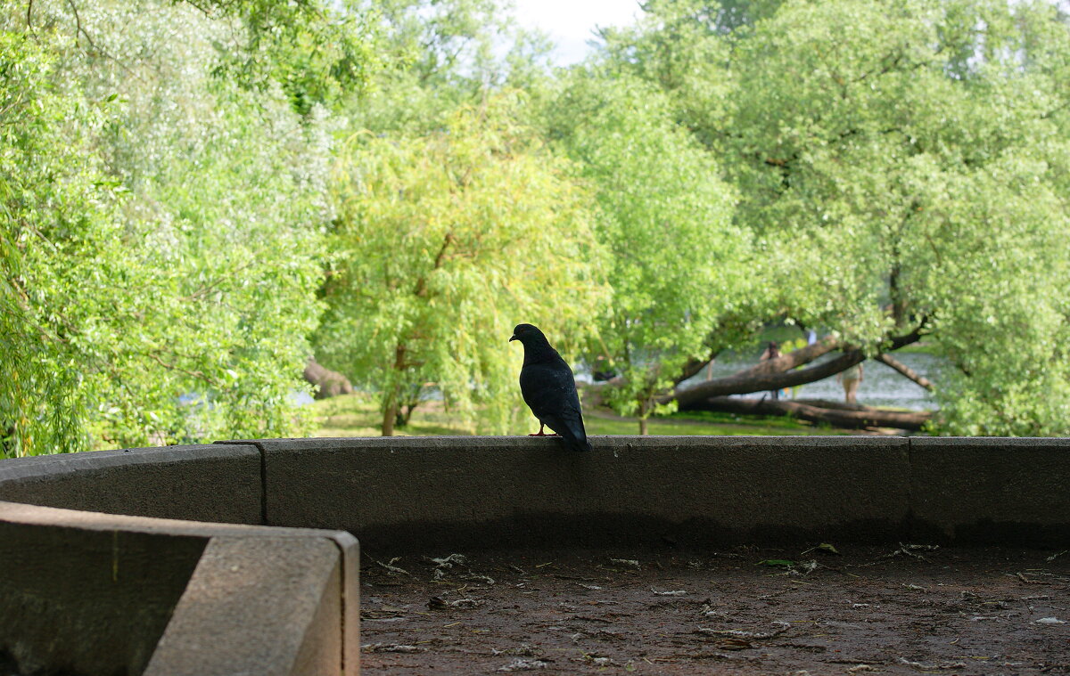 СОЗЕРЦАТЕЛЬ. - Виктор Никитенко