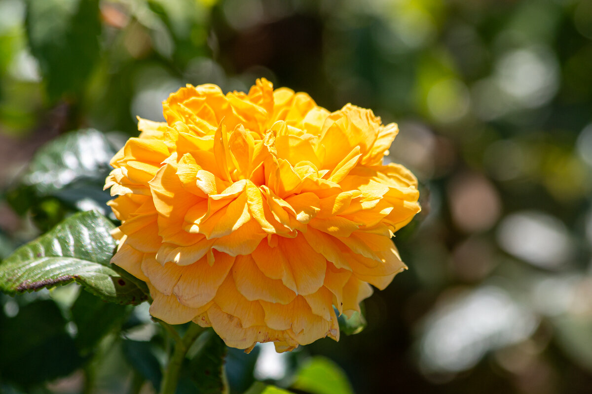 *** - Геннадий Порохов