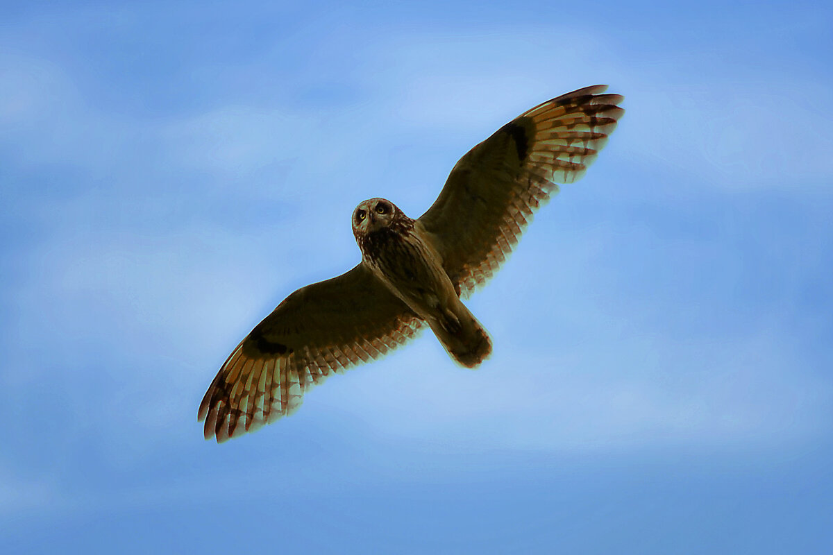 Болотная сова - alex graf