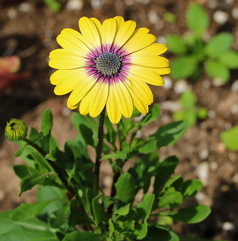 Солнечный цветок - Светлана 