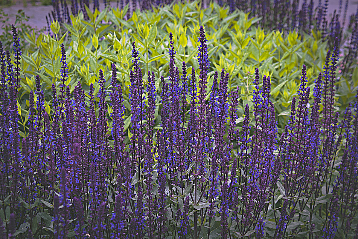 Клумба - Владимир Кроливец