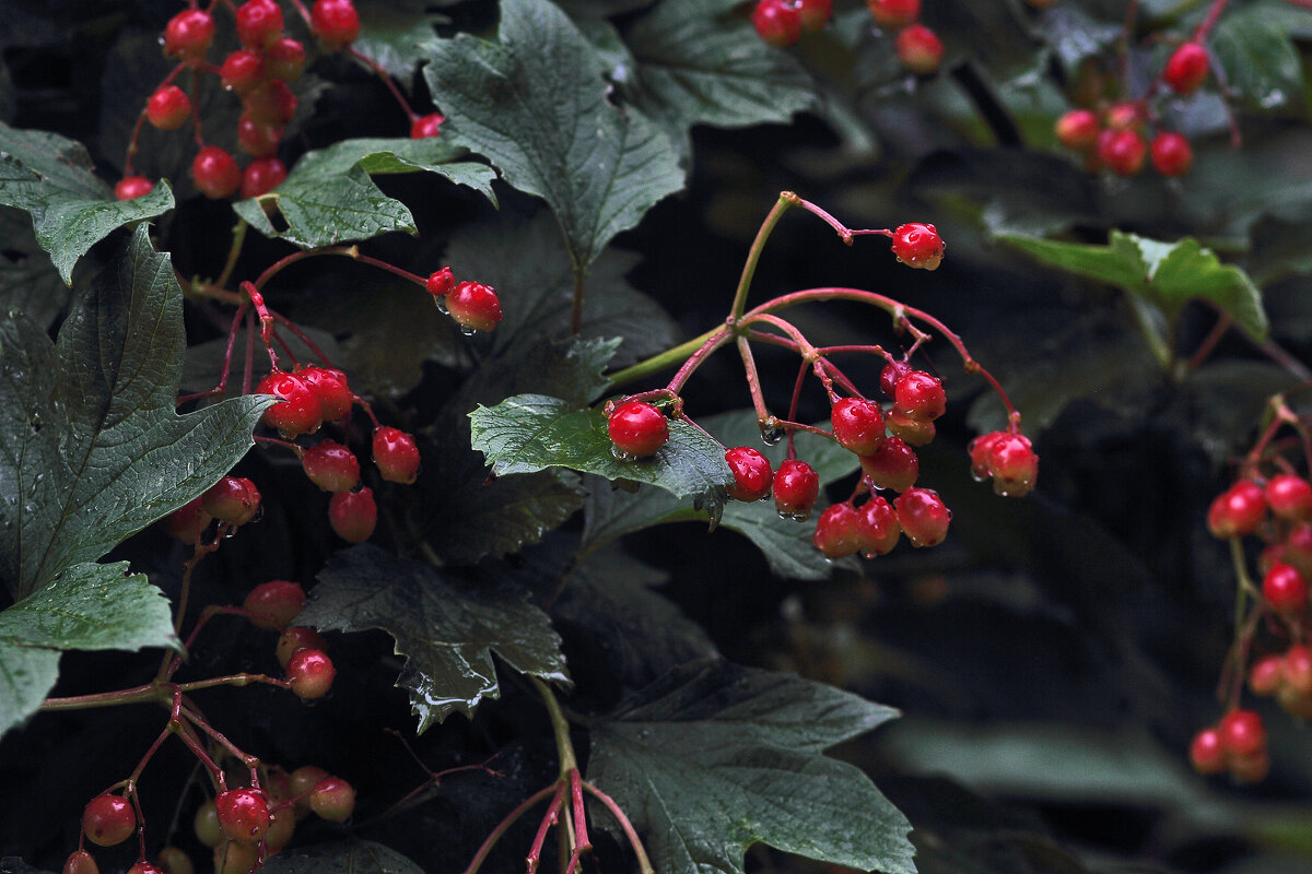 Калина - Юрий Гайворонскiий