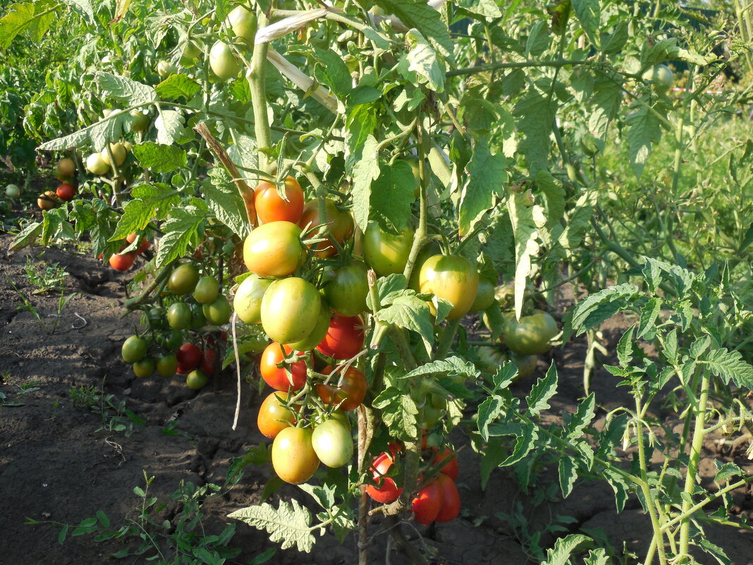 Дачные помидорки - Надежда 