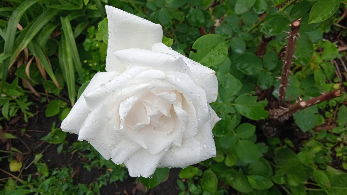 белая роза дачная - Елена Шаламова белая роза дачная - Елена Шаламова