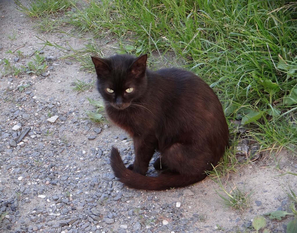 Киса - Антонина Гугаева