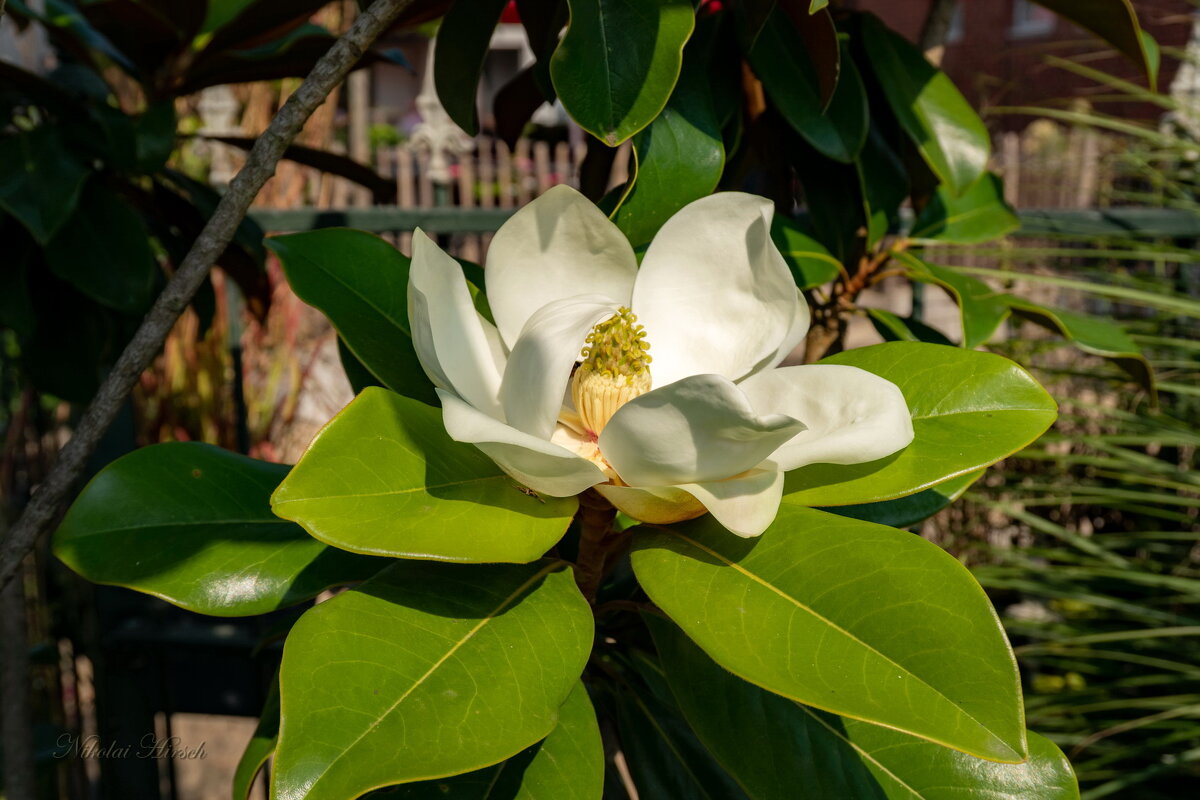 Цветок магнолии... - Николай Гирш Цветок магнолии... - Николай Гирш
