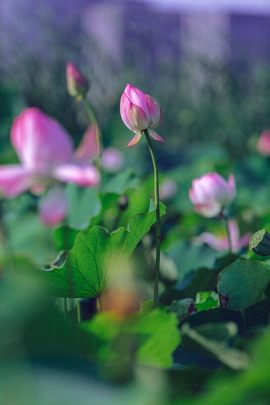 Лотосы в парке - Дмитрий Лотосы в парке - Дмитрий