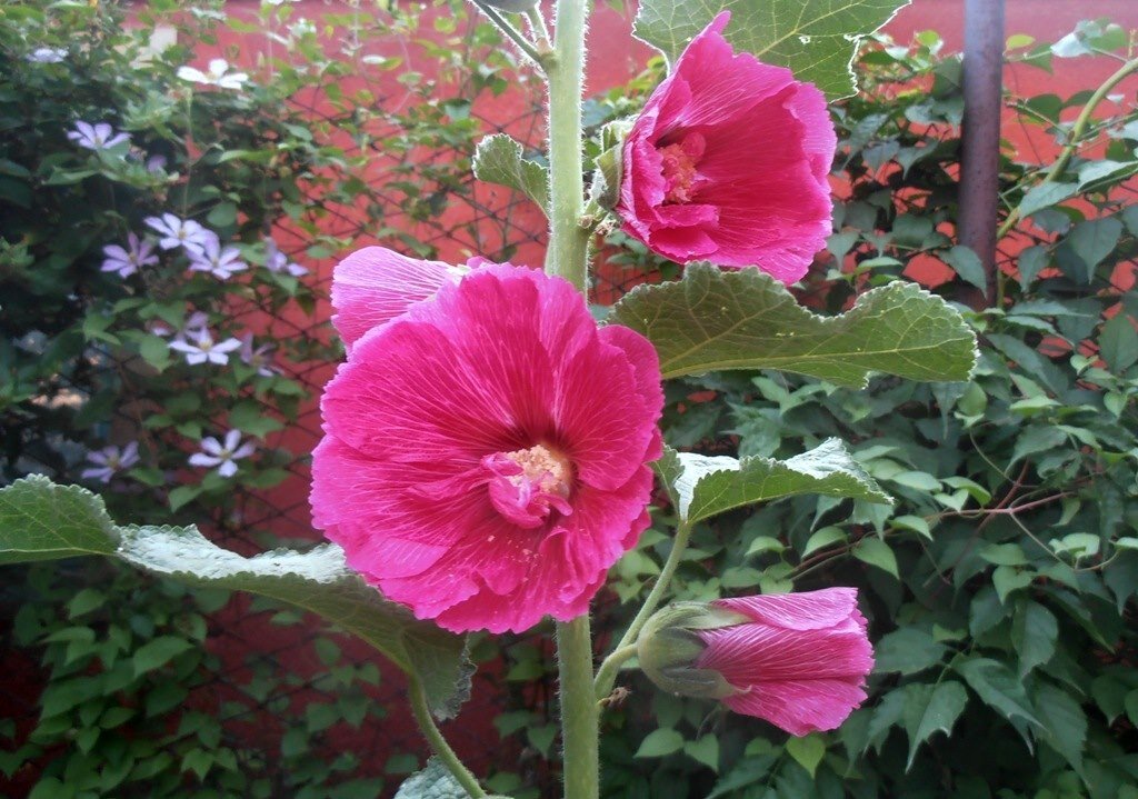 Мальва - Наталья 