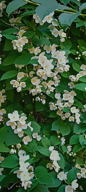 Серия. "Жасмин цветущий". - Лилия * Серия. "Жасмин цветущий". - Лилия *