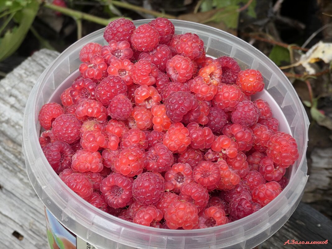 Сладкая ты моя, ягодка малинка! :-) - Андрей Заломленков